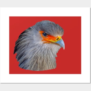 Majestic head of a Secretary Bird Posters and Art